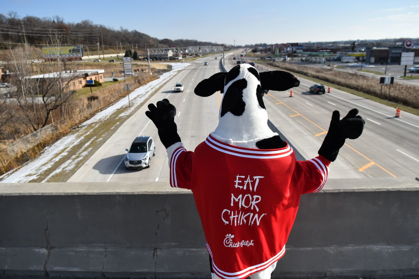 Waving cow